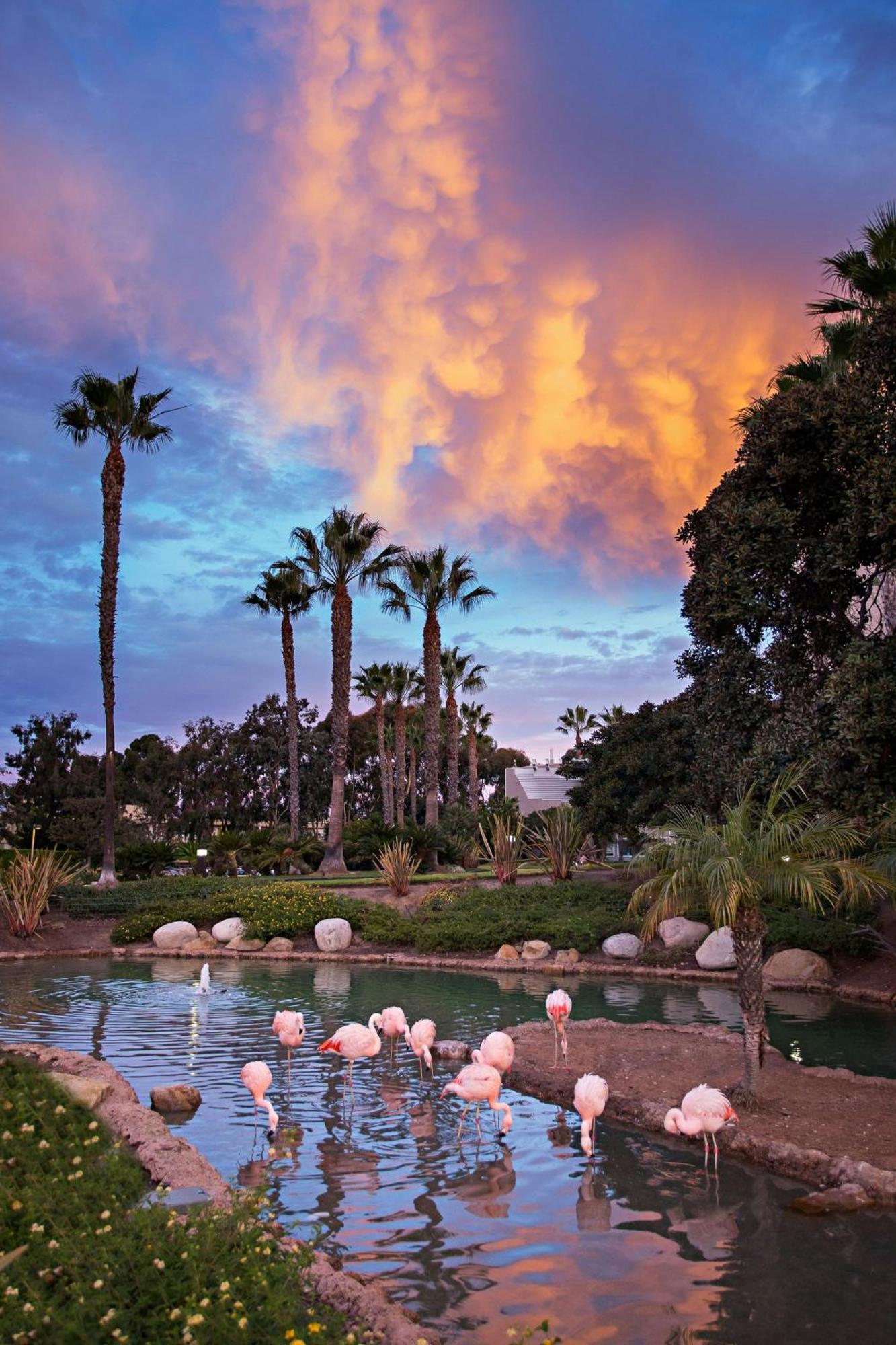 Coronado Island Marriott Resort & Spa San Diego Extérieur photo